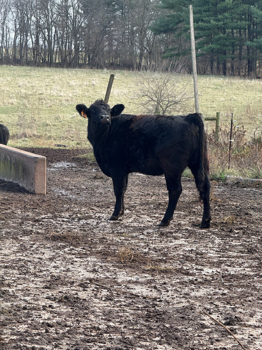 Whole Cow