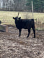 Whole Cow